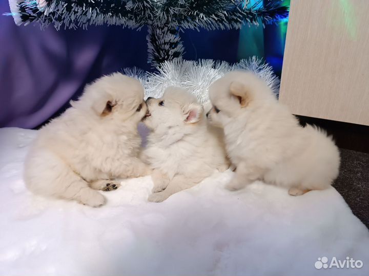 Щенки шпица