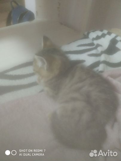 Котята в добрые руки бесплатно