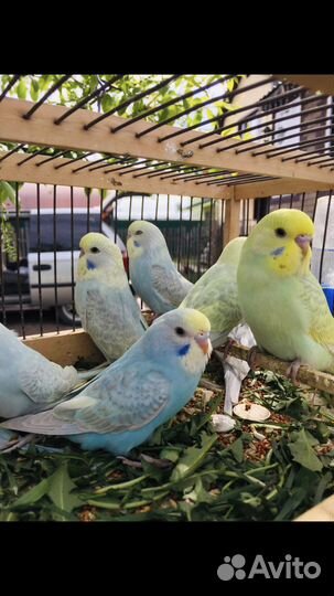 Радужный волнистый попугай