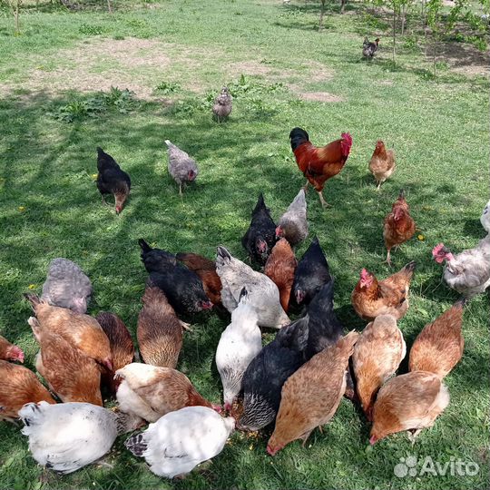 Инкубационное яйцо, домашней курицы