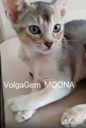 Котята абиссинцы клубные серебро