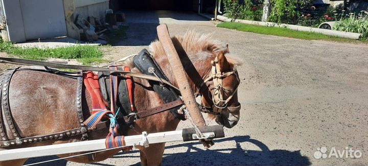Пони с тачанкой
