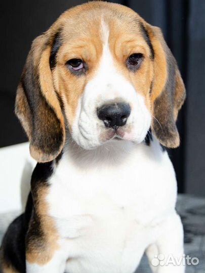 Шоу класса щенок бигль