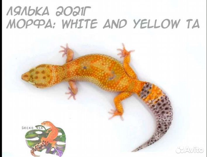 Геккон эублефар