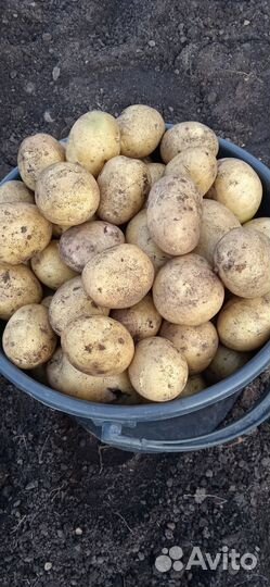 Продам картофель отборный домашний