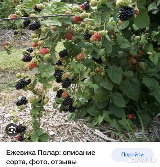 Саженцы ежевики, черной смородины
