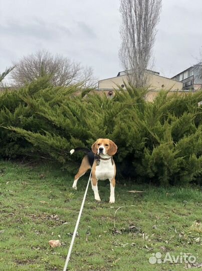 Бигль вязка