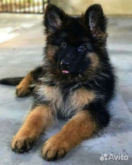 Классные щенки овчарок, хасок, маламутов