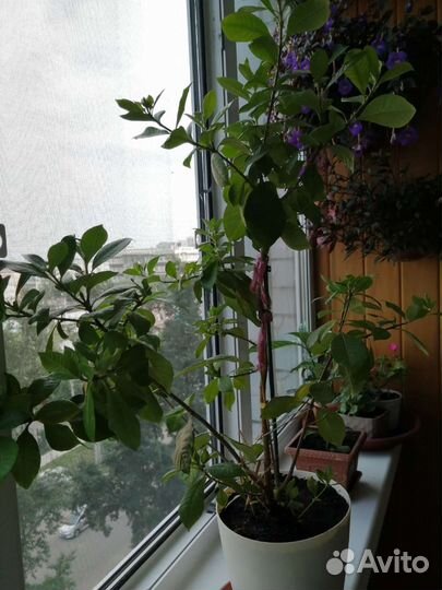 Гардения жасминовидная