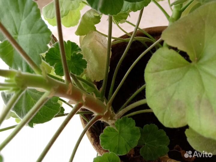 Пеларгония герань