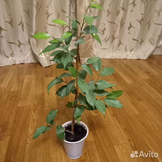 Фикус бенджамина