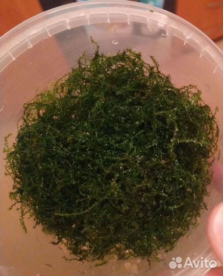 Рыба петушок, мох яванский