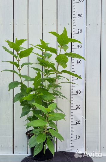 Гортензия метельчатая, древовидная саженцы