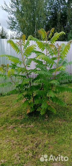 Пальма Сумах. Уксусное дерево