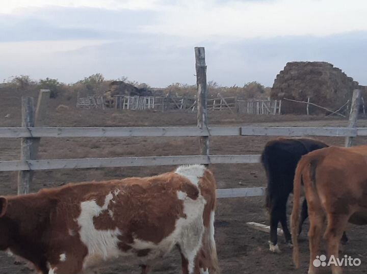 Бычки и быки