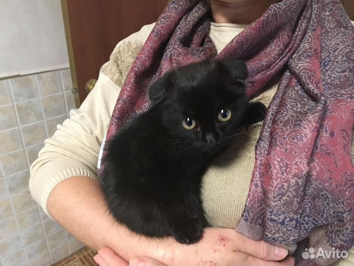 Черный котенок вислоухий