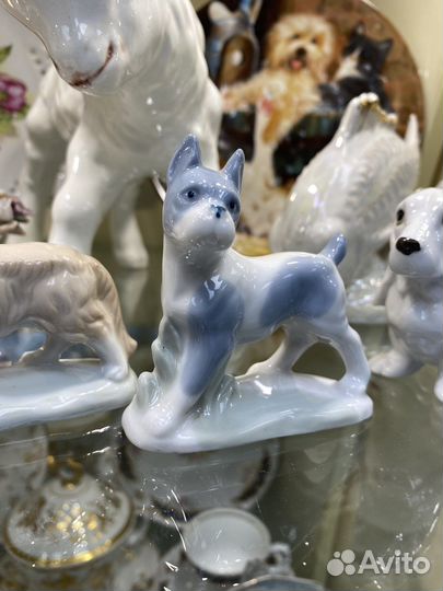 Собаки Германия