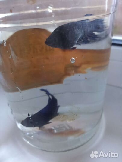 Девочки петушки