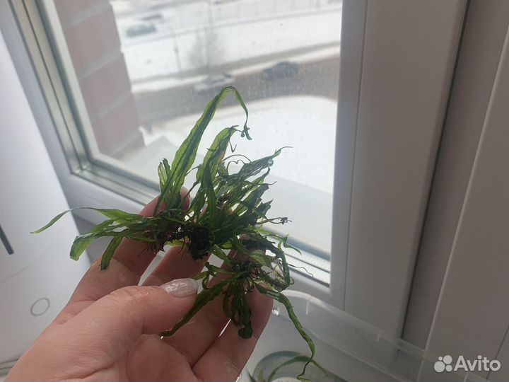 Растения для аквариума