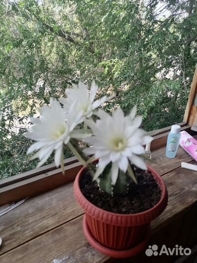 Кактус эхинопсис