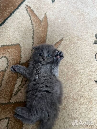 Шотландские котята