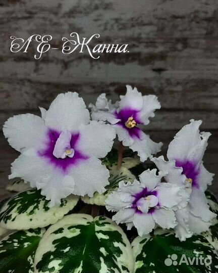 Фиалки (детки)