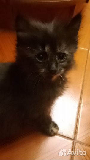 Котята в добрые руки даром