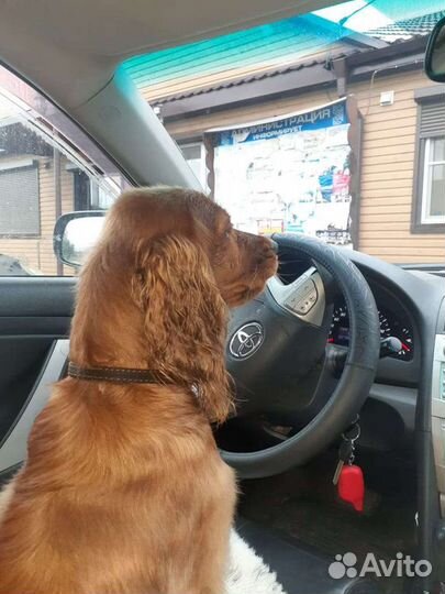 Кокер спаниель вязка