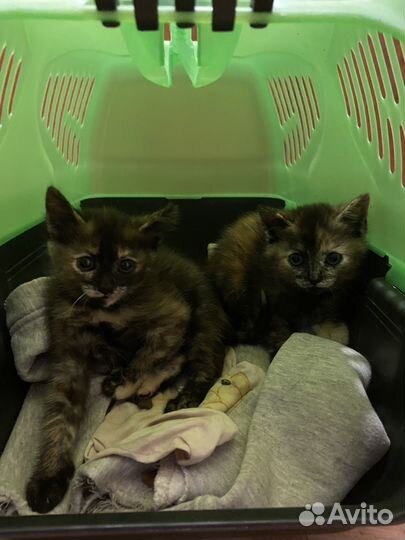 Котята в добрые руки даром