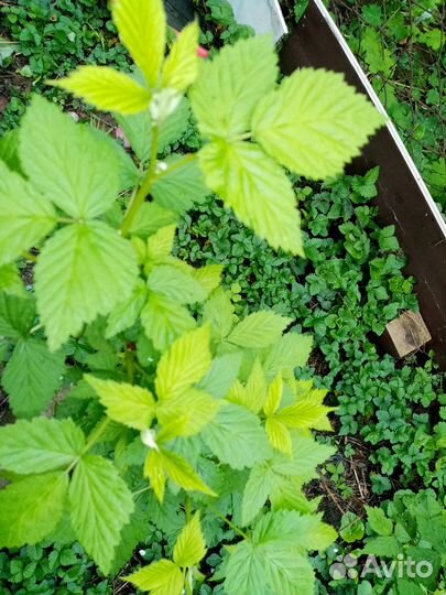 Растения из моего сада