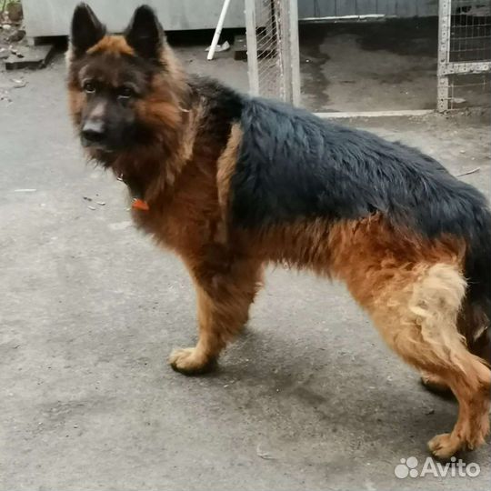 Щенки немецкой овчарки