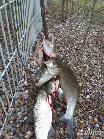 Свежая речная рыба