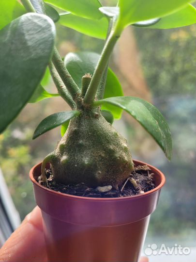 Гиднофитум Папуанум