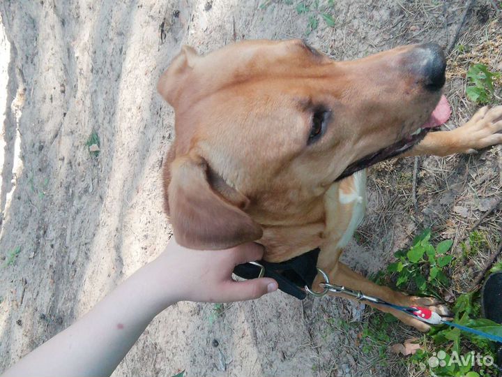 Собака