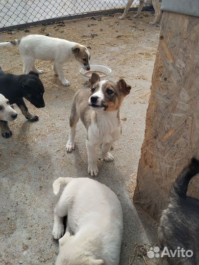 Щенки в поиске дома