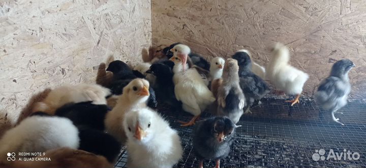 Цыплята недельные