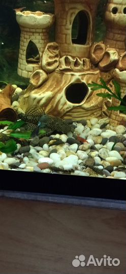 Продаю аквариумного сомика Анциструса