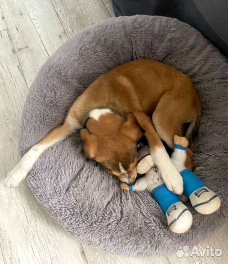 Собака щенок Бесплатно Бигль