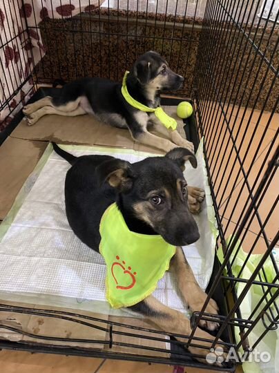 Метисы овчарки