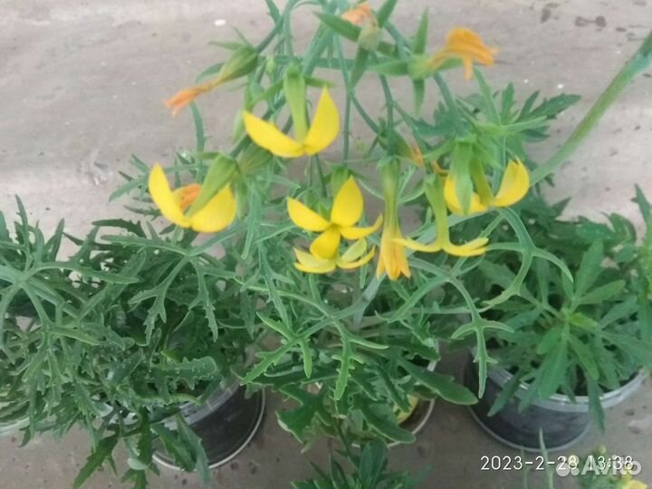 Платицериум-оленьи рога