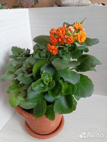 Каланхоэ цветущий оранжевый