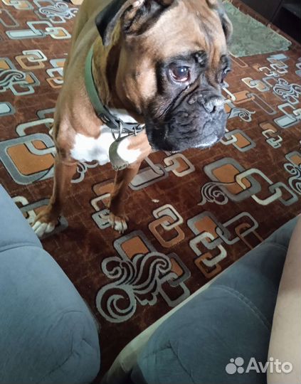 Боксëр для вязки