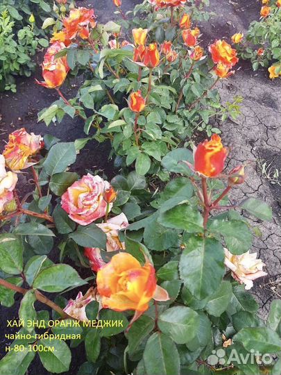 Саженцы роз