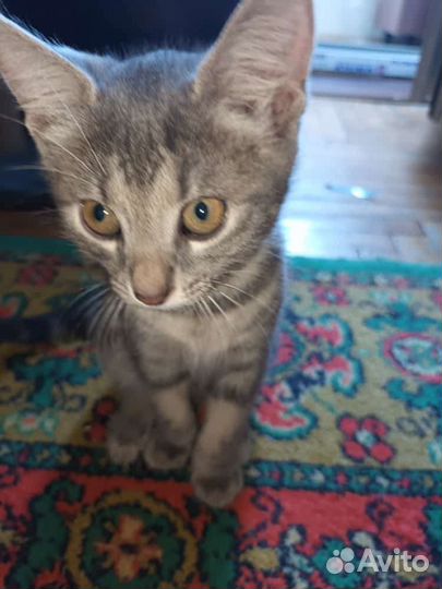 Кошка в дар