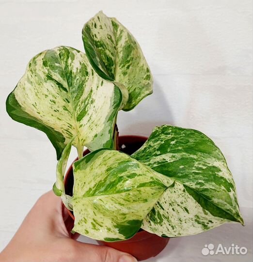 Сциндапсусы и эпипремнумы (разные сорта)