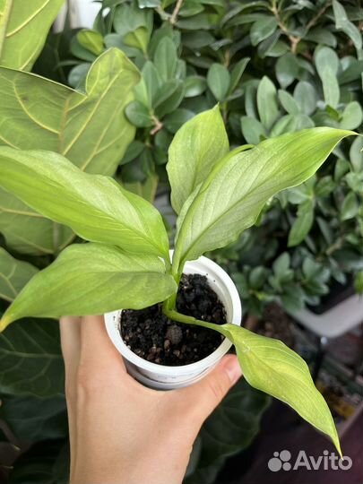 Спатифиллум спилт милк