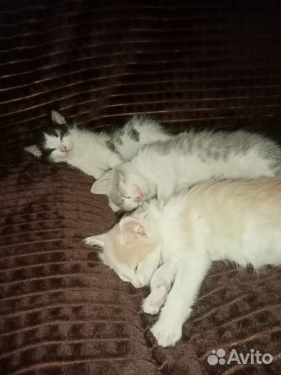 Котята в добрые руки