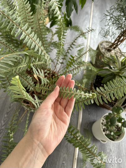 Папоротник нефролепис большой