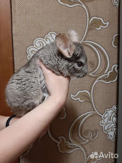 Серебристая шиншилла