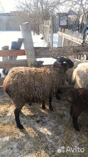 Продажа овец